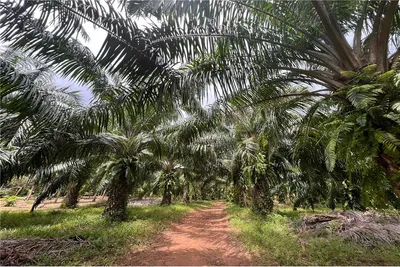 high-potential-11-rai-land-plot-in-desirable-nai-harn-area-920081001-1185