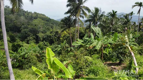 sea-view-land-for-sale-developer-opportunity-in-bophut-re001