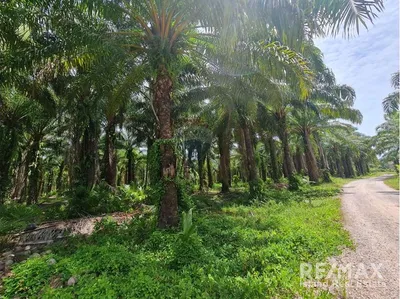 4-rai-palm-plantation-land-for-sale-near-khanom-nakhon-si-tourist-attractions-nearby-ak038-91e