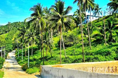 beautiful-land-for-sale-maenam-soi-1-koh-samui-plot-c7-rs018-281r