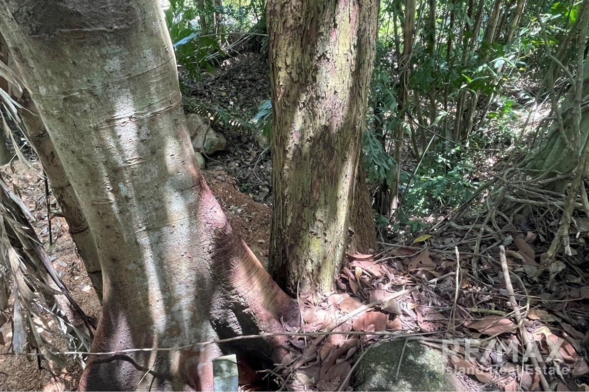  Image 6