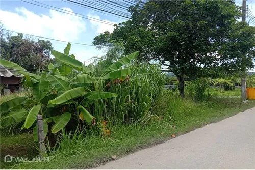 prime-land-for-sale-at-rawai-soi-samakee-2-91-sqw-welistai-1983