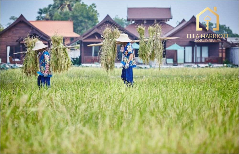15 Rai Resort with 56 Bungalows for Sale in Mae Nam - 250M 9